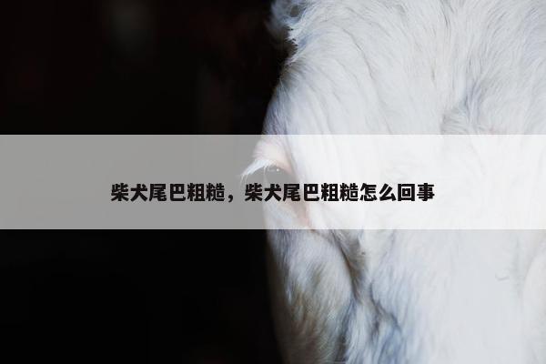 柴犬尾巴粗糙，柴犬尾巴粗糙怎么回事