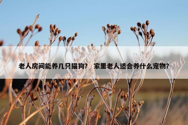 老人房间能养几只猫狗？ 家里老人适合养什么宠物？