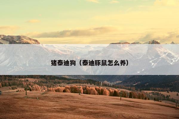 猪泰迪狗（泰迪豚鼠怎么养）