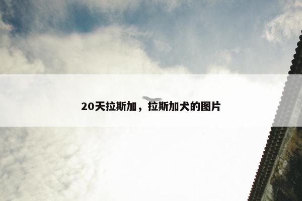 20天拉斯加，拉斯加犬的图片