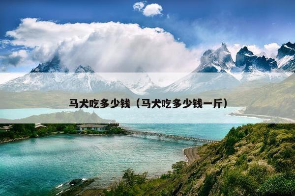 马犬吃多少钱（马犬吃多少钱一斤）
