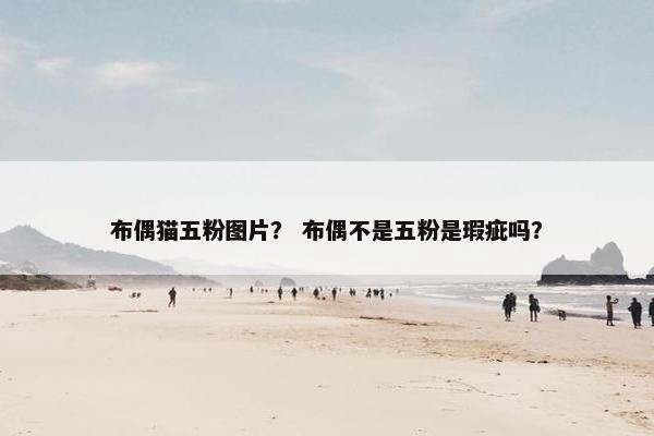 布偶猫五粉图片？ 布偶不是五粉是瑕疵吗？