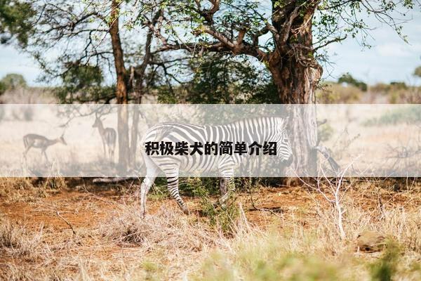 积极柴犬的简单介绍