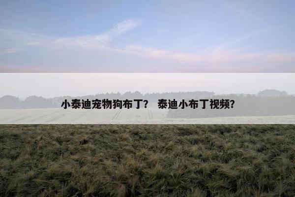 小泰迪宠物狗布丁？ 泰迪小布丁视频？