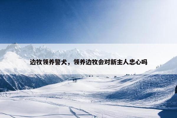 边牧领养警犬，领养边牧会对新主人忠心吗