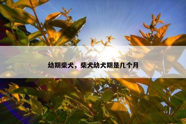 幼期柴犬，柴犬幼犬期是几个月