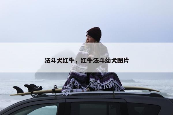 法斗犬红牛，红牛法斗幼犬图片