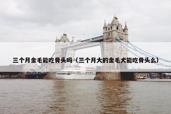 三个月金毛能吃骨头吗（三个月大的金毛犬能吃骨头么）