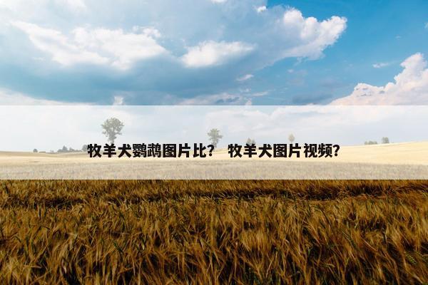 牧羊犬鹦鹉图片比？ 牧羊犬图片视频？