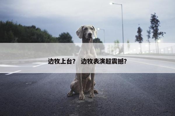 边牧上台？ 边牧表演超震撼？