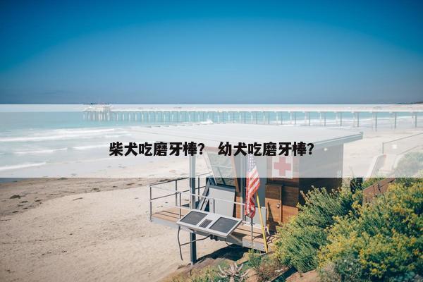 柴犬吃磨牙棒？ 幼犬吃磨牙棒？