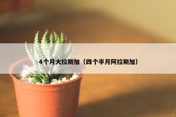 4个月大拉斯加（四个半月阿拉斯加）