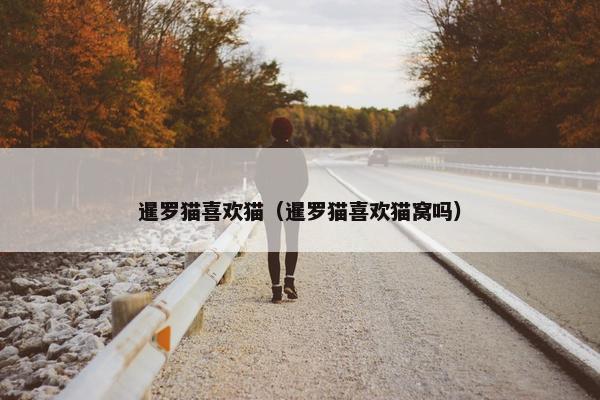 暹罗猫喜欢猫（暹罗猫喜欢猫窝吗）