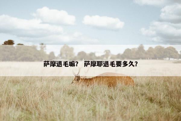 萨摩退毛嘛？ 萨摩耶退毛要多久？