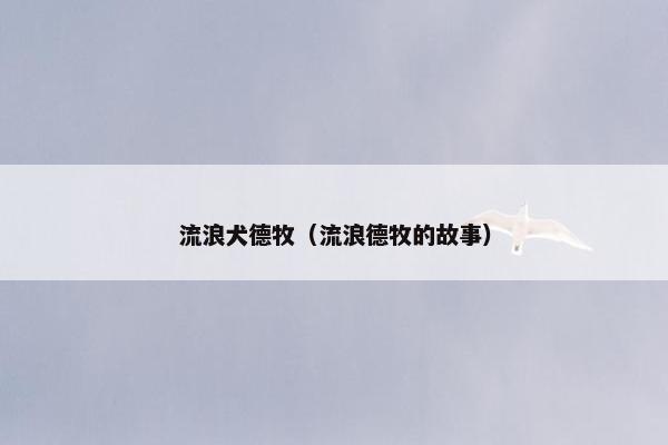 流浪犬德牧（流浪德牧的故事）