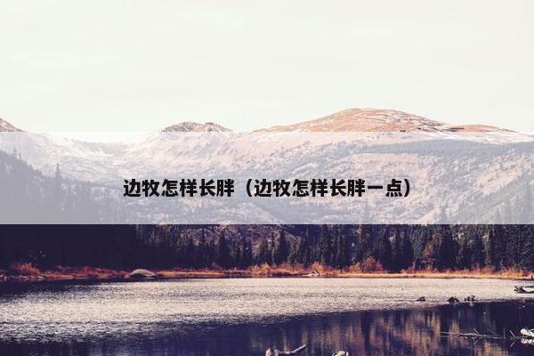 边牧怎样长胖（边牧怎样长胖一点）