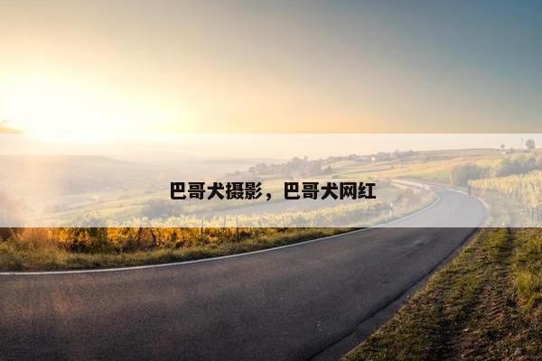 巴哥犬摄影，巴哥犬网红