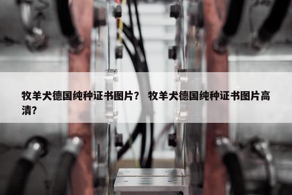 牧羊犬德国纯种证书图片？ 牧羊犬德国纯种证书图片高清？