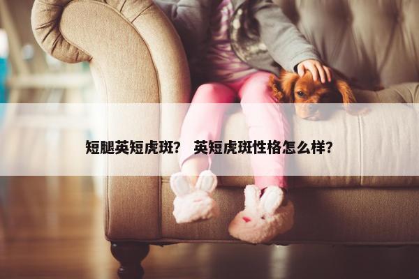 短腿英短虎斑？ 英短虎斑性格怎么样？