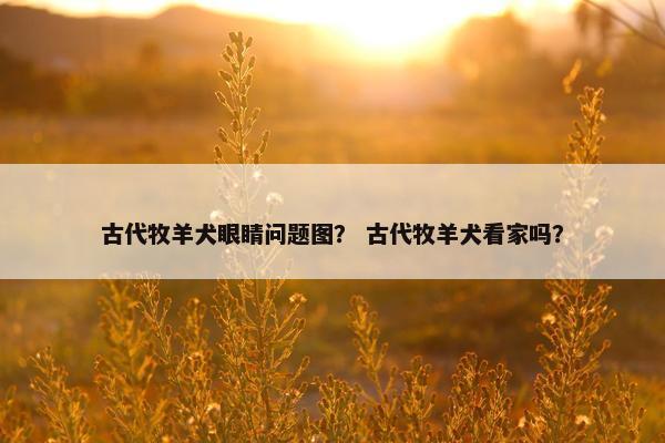 古代牧羊犬眼睛问题图？ 古代牧羊犬看家吗？