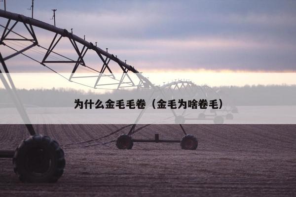 为什么金毛毛卷（金毛为啥卷毛）