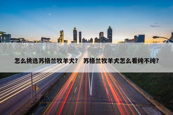 怎么挑选苏格兰牧羊犬？ 苏格兰牧羊犬怎么看纯不纯？