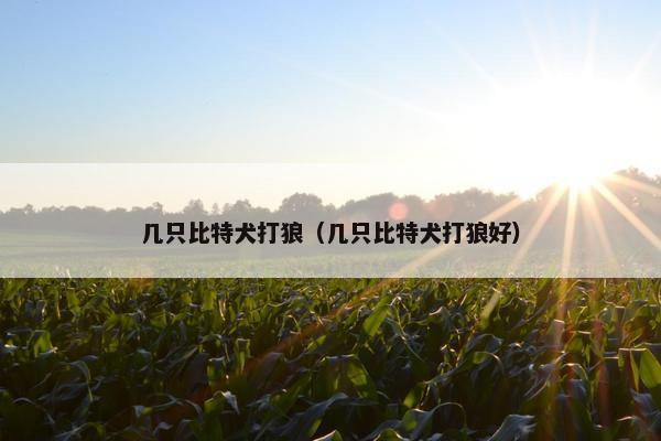 几只比特犬打狼（几只比特犬打狼好）