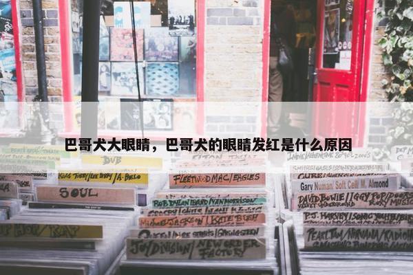 巴哥犬大眼睛，巴哥犬的眼睛发红是什么原因