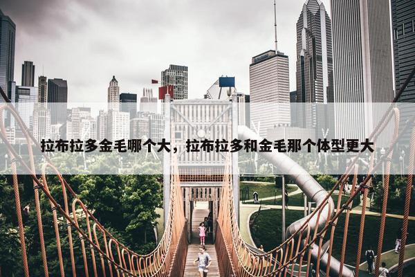 拉布拉多金毛哪个大，拉布拉多和金毛那个体型更大