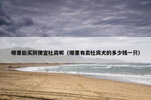 哪里能买到便宜杜宾呢（哪里有卖杜宾犬的多少钱一只）