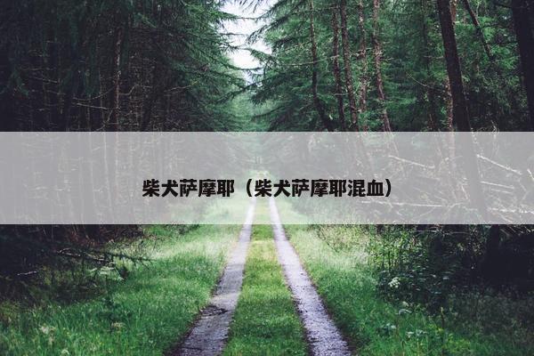 柴犬萨摩耶（柴犬萨摩耶混血）