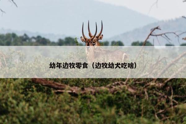 幼年边牧零食（边牧幼犬吃啥）