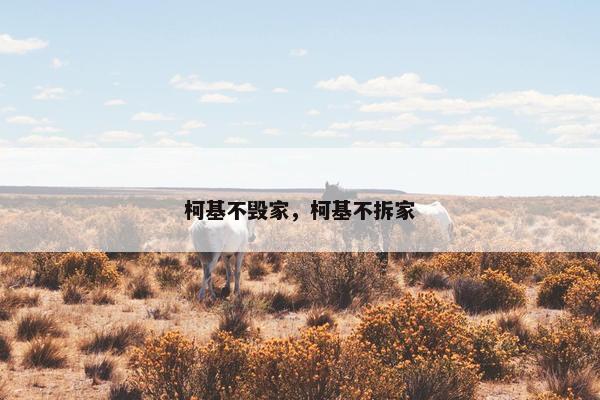 柯基不毁家，柯基不拆家