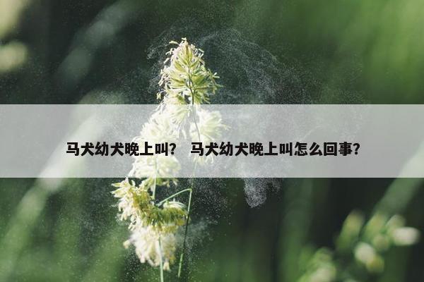 马犬幼犬晚上叫？ 马犬幼犬晚上叫怎么回事？