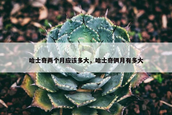 哈士奇两个月应该多大，哈士奇俩月有多大