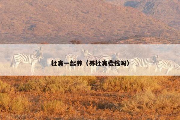 杜宾一起养（养杜宾费钱吗）