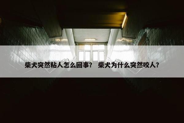 柴犬突然粘人怎么回事？ 柴犬为什么突然咬人？