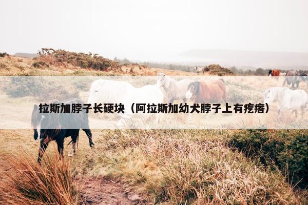 拉斯加脖子长硬块（阿拉斯加幼犬脖子上有疙瘩）