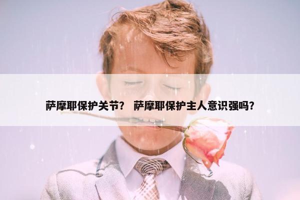 萨摩耶保护关节？ 萨摩耶保护主人意识强吗？
