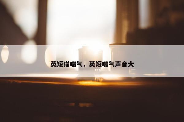 英短猫喘气，英短喘气声音大