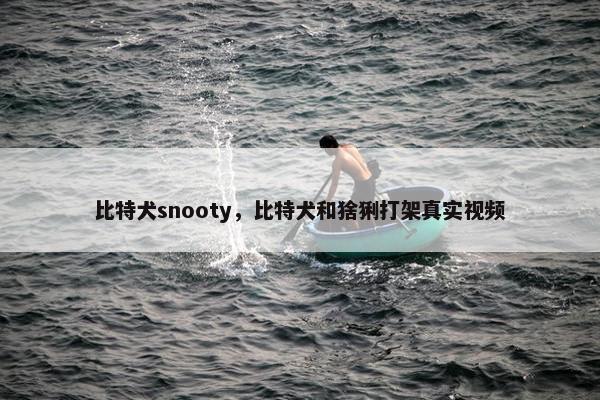 比特犬snooty，比特犬和猞猁打架真实视频