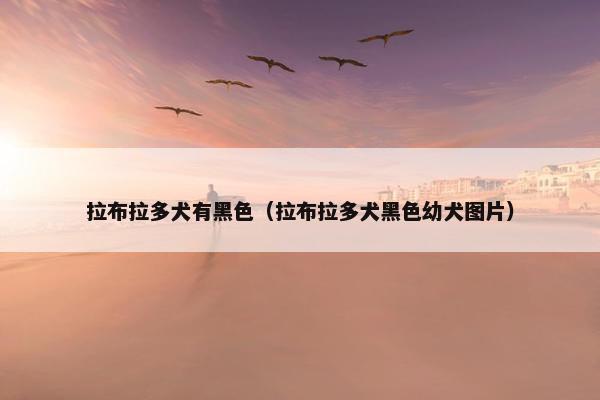 拉布拉多犬有黑色（拉布拉多犬黑色幼犬图片）