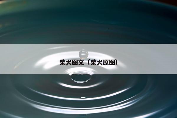 柴犬图文（柴犬原图）