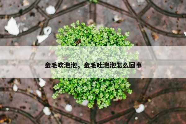 金毛吹泡泡，金毛吐泡泡怎么回事