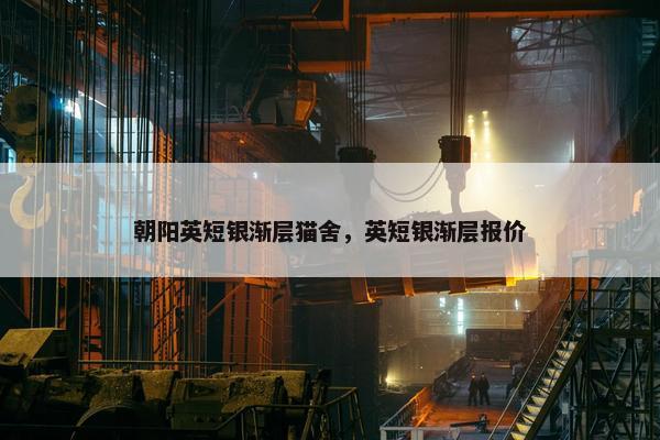 朝阳英短银渐层猫舍，英短银渐层报价