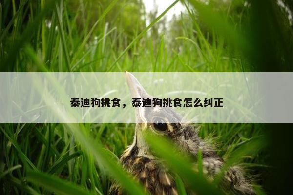 泰迪狗挑食，泰迪狗挑食怎么纠正