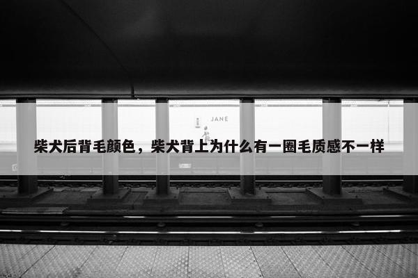 柴犬后背毛颜色，柴犬背上为什么有一圈毛质感不一样