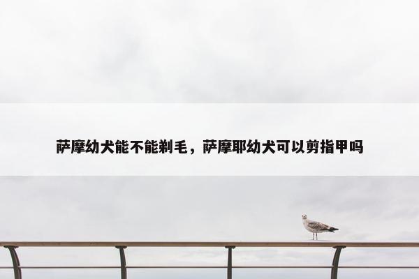 萨摩幼犬能不能剃毛，萨摩耶幼犬可以剪指甲吗