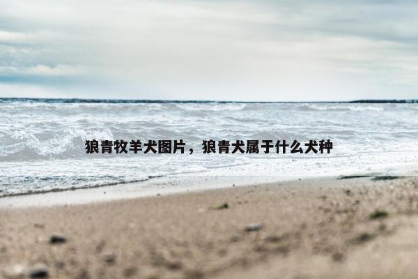 狼青牧羊犬图片，狼青犬属于什么犬种