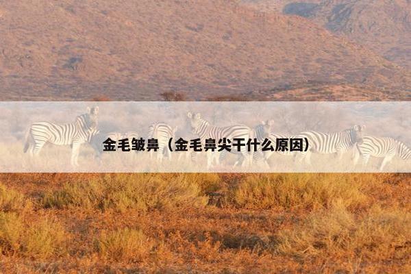 金毛皱鼻（金毛鼻尖干什么原因）